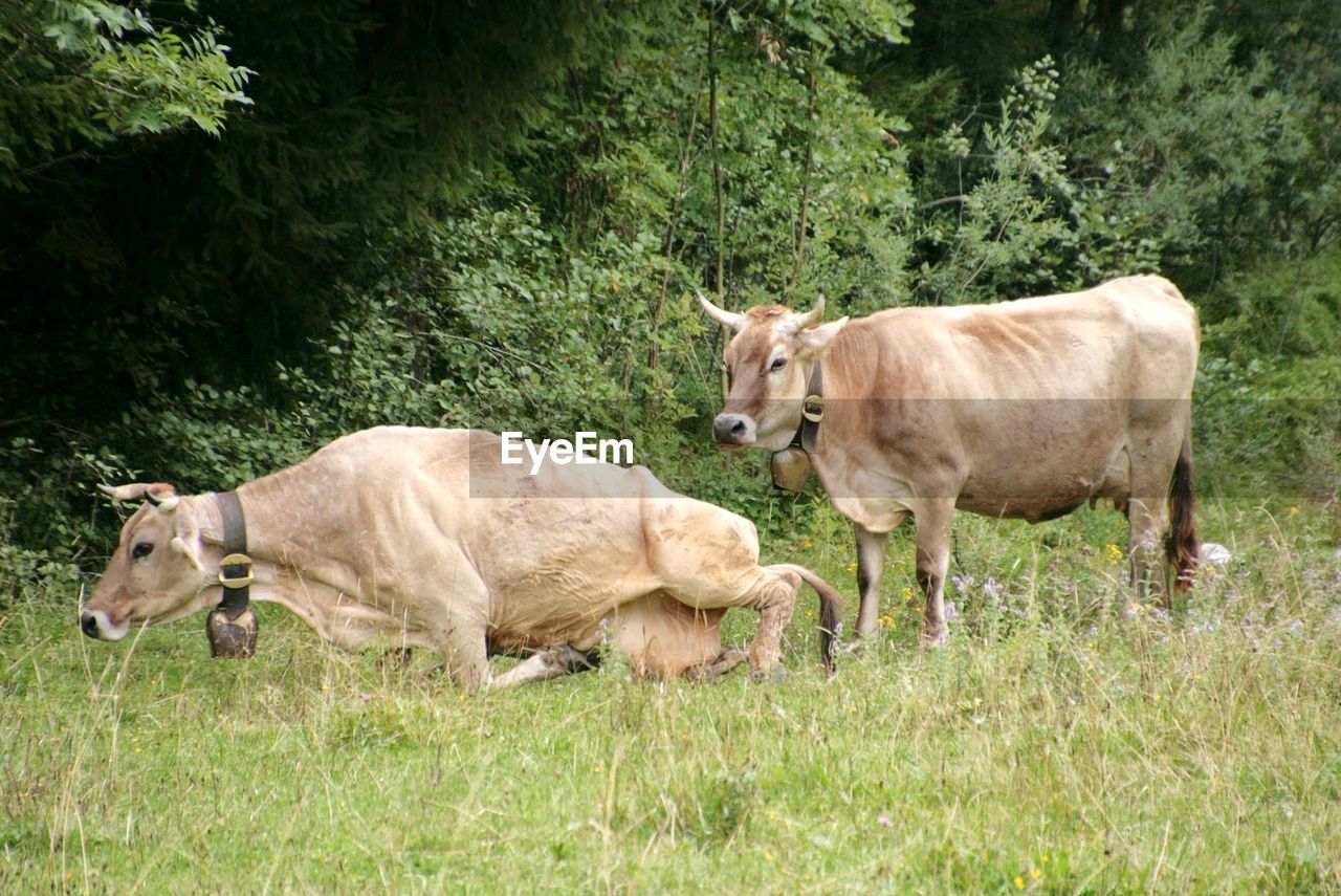 COWS ON GRASSY LANDSCAPE