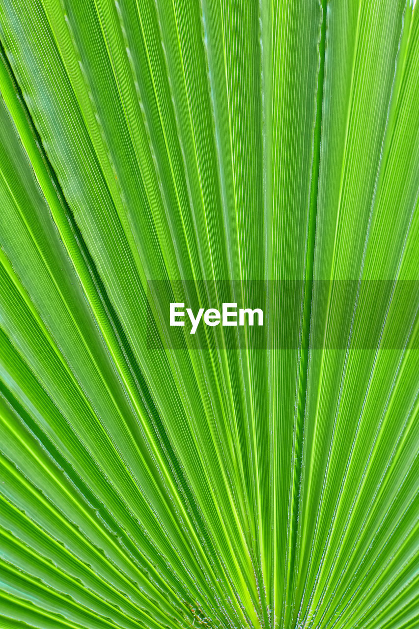 FULL FRAME OF PALM TREE