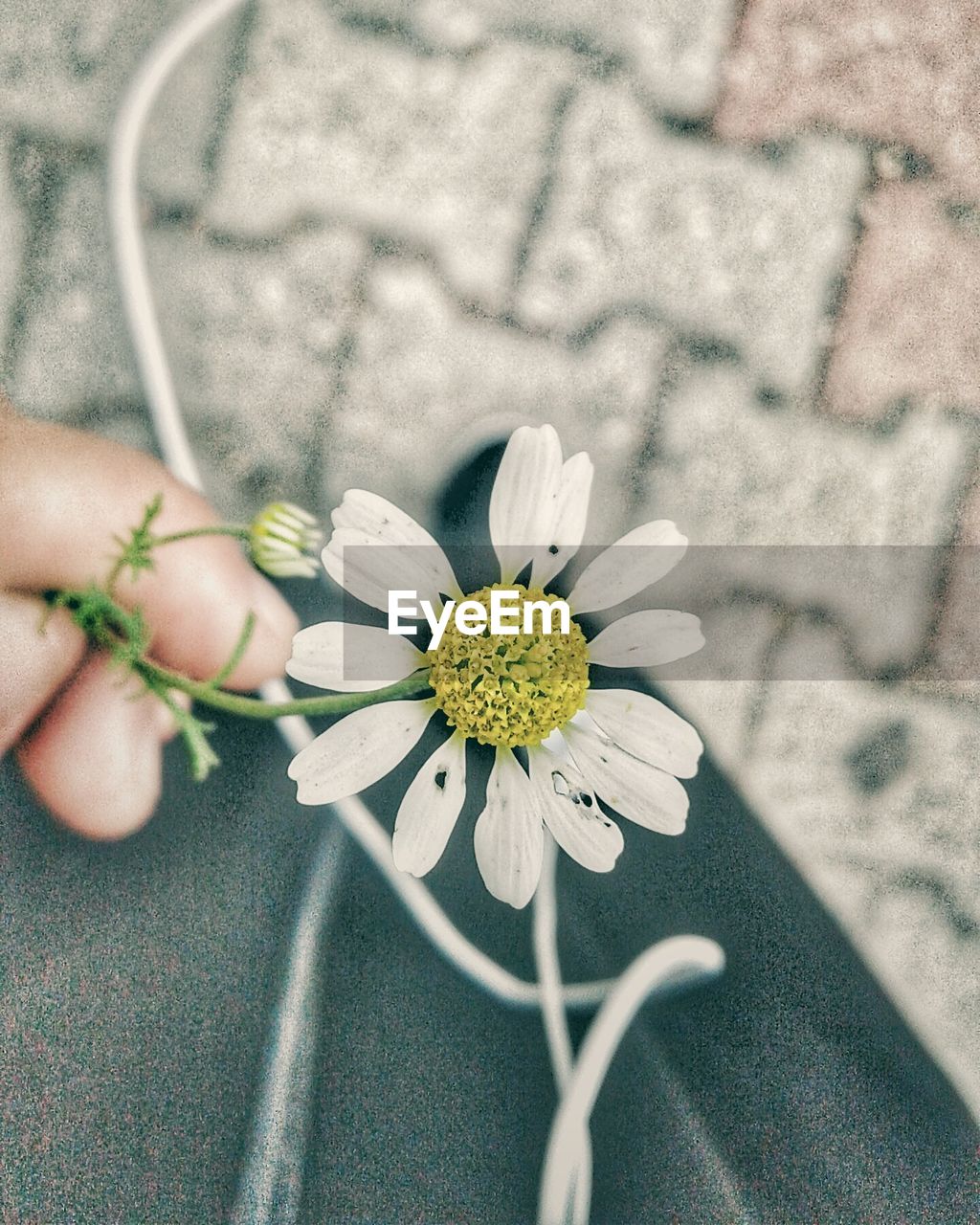 Close-up of hand holding daisy