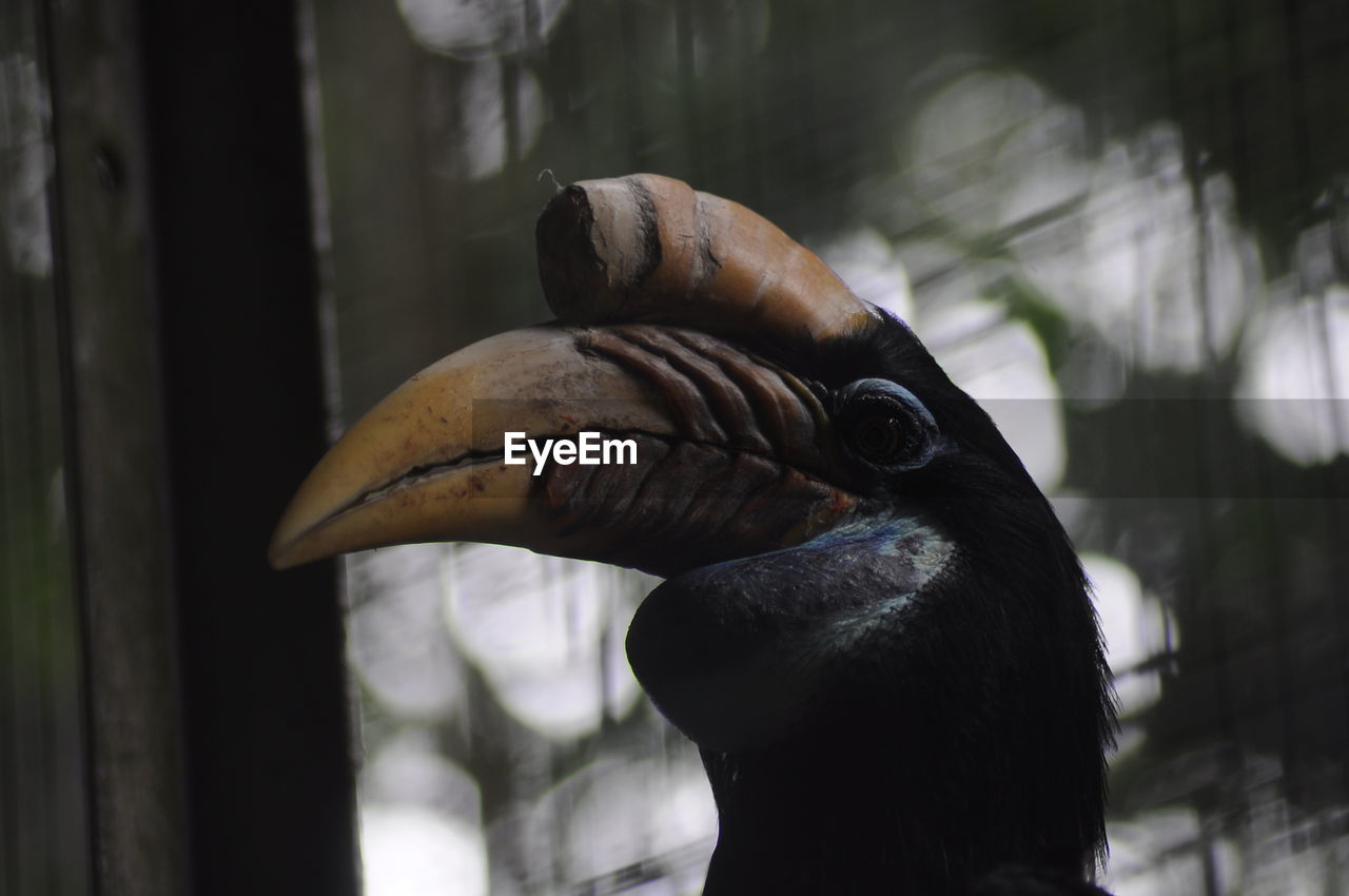 Close-up of hornbill