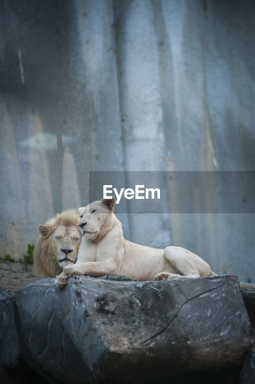 White lion and lioness in cave at zoo