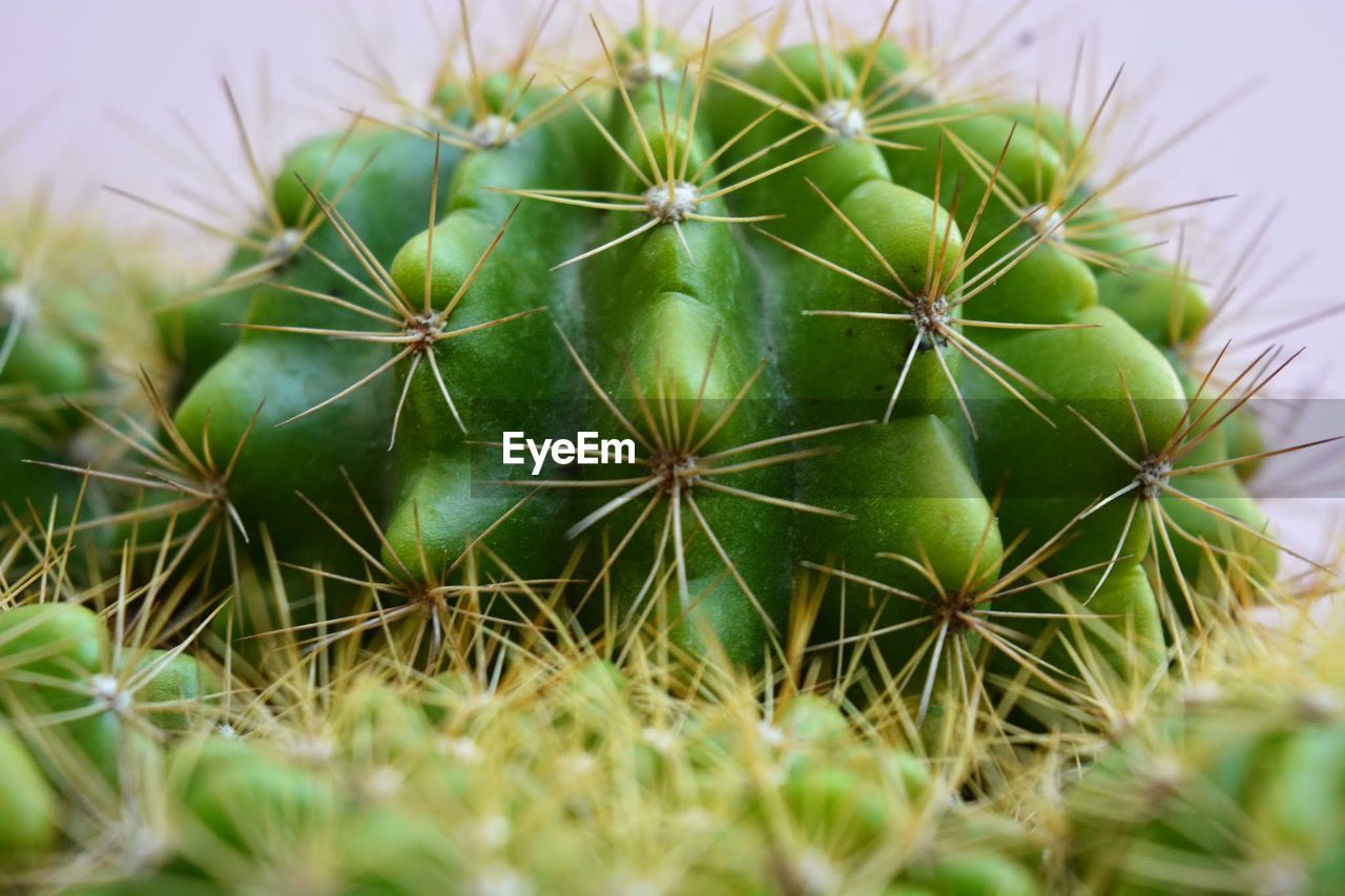 CLOSE-UP OF CACTUS GROWING OUTDOORS