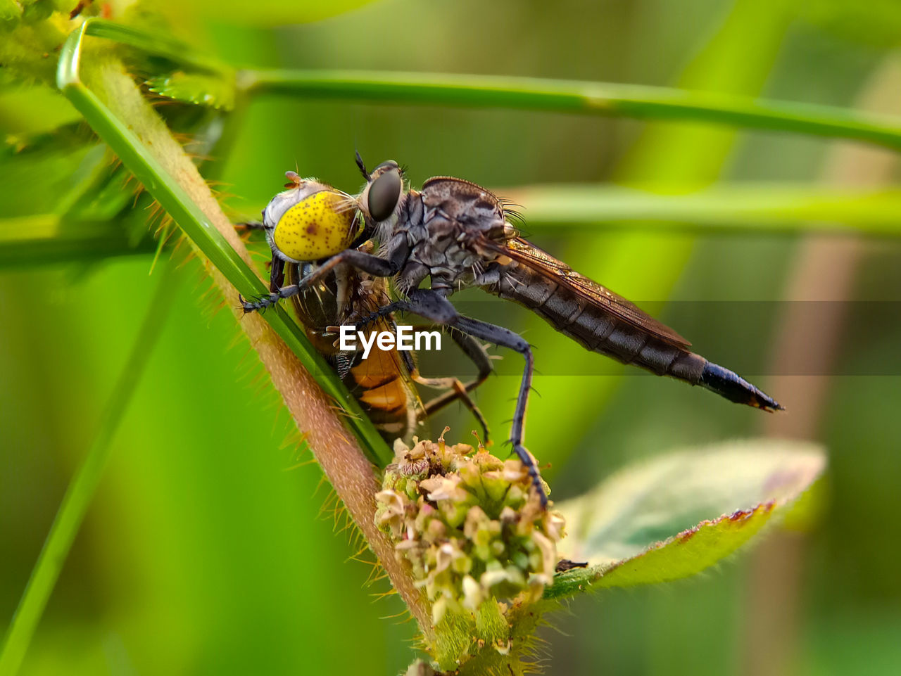 Close-up of insect perching on plant