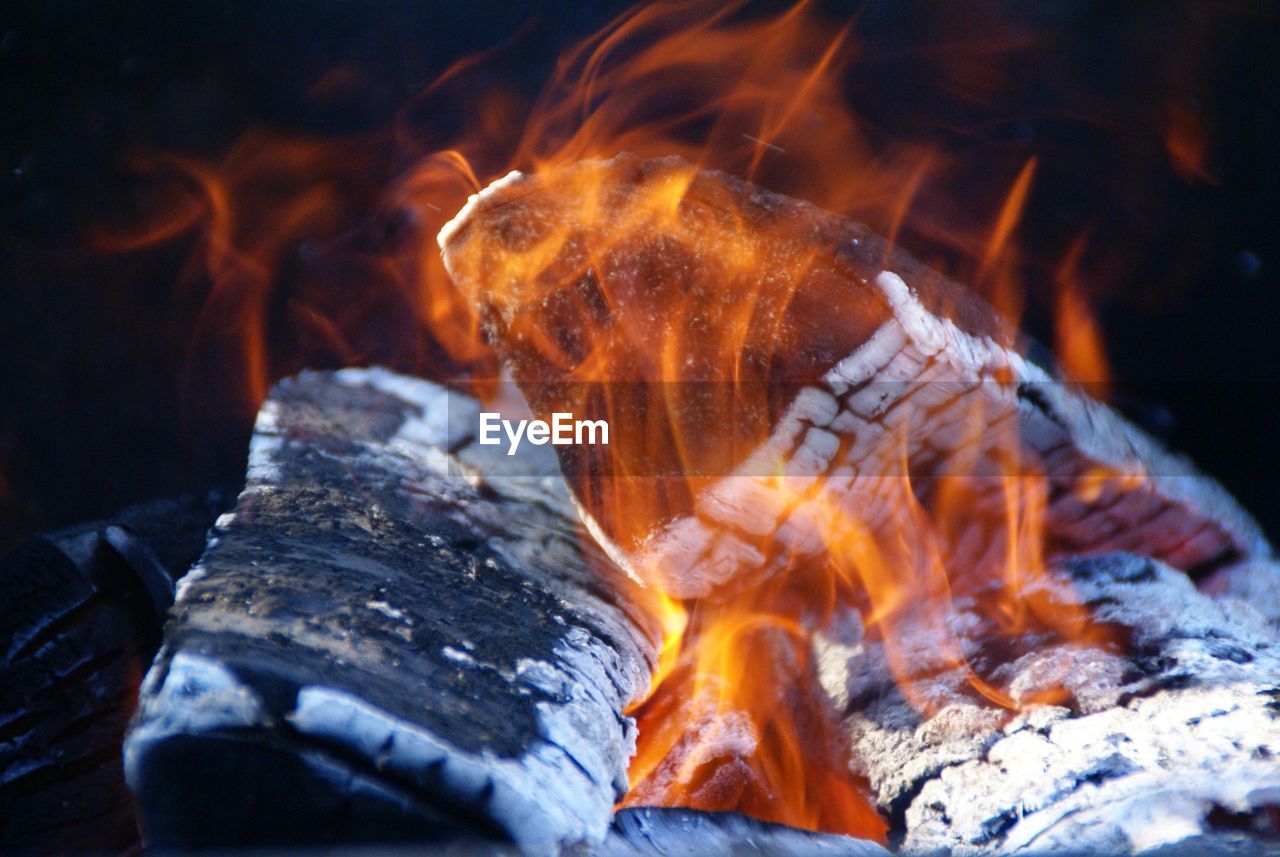 Close-up of turtle in fire