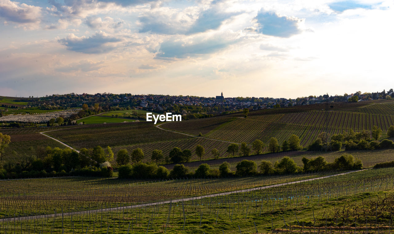 PANORAMIC VIEW OF VINEYARD AGAINST SKY