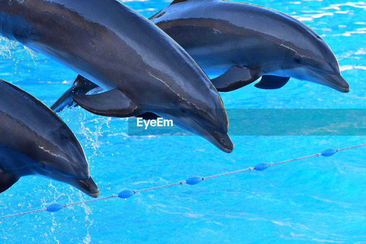 Dolphins jumping out of the water during a dolphin show