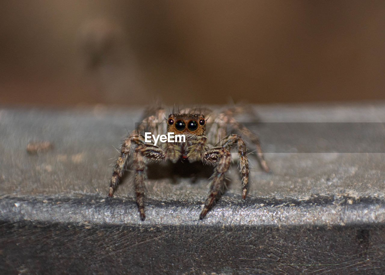 animal themes, animal, animal wildlife, one animal, wildlife, macro photography, arachnid, close-up, spider, insect, jumping spider, no people, nature, outdoors, day, zoology, animal body part, selective focus