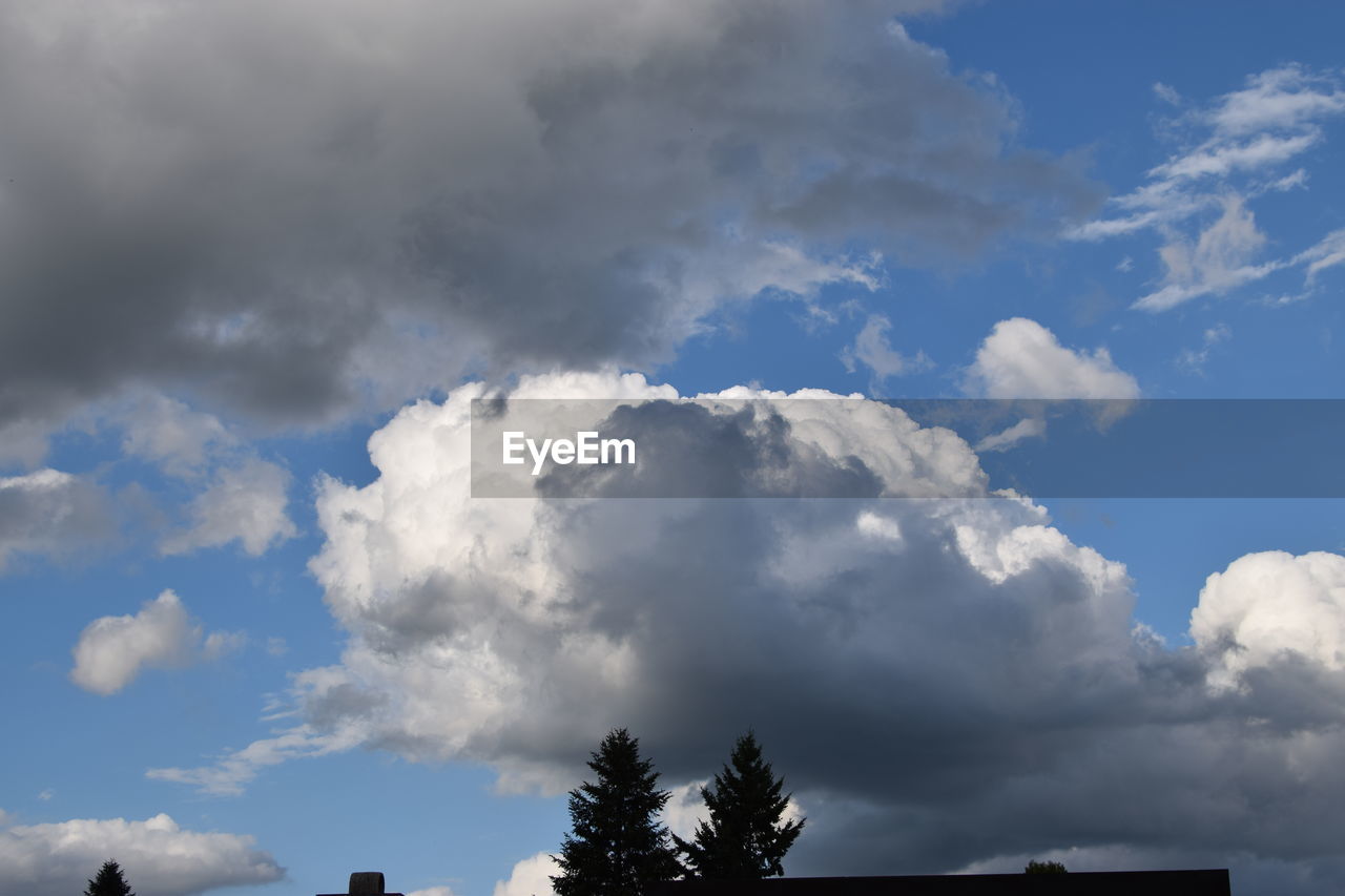 LOW ANGLE VIEW OF TREES AGAINST SKY