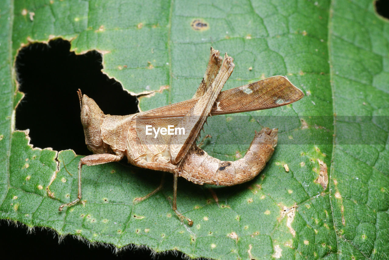 A brown grasshopper eating a green leaf