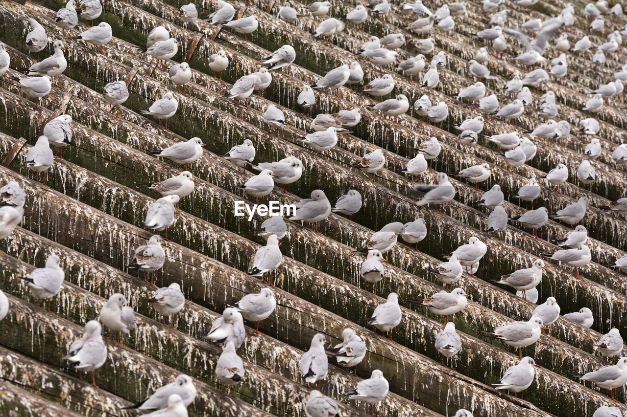 High angle view of birds on rooftop