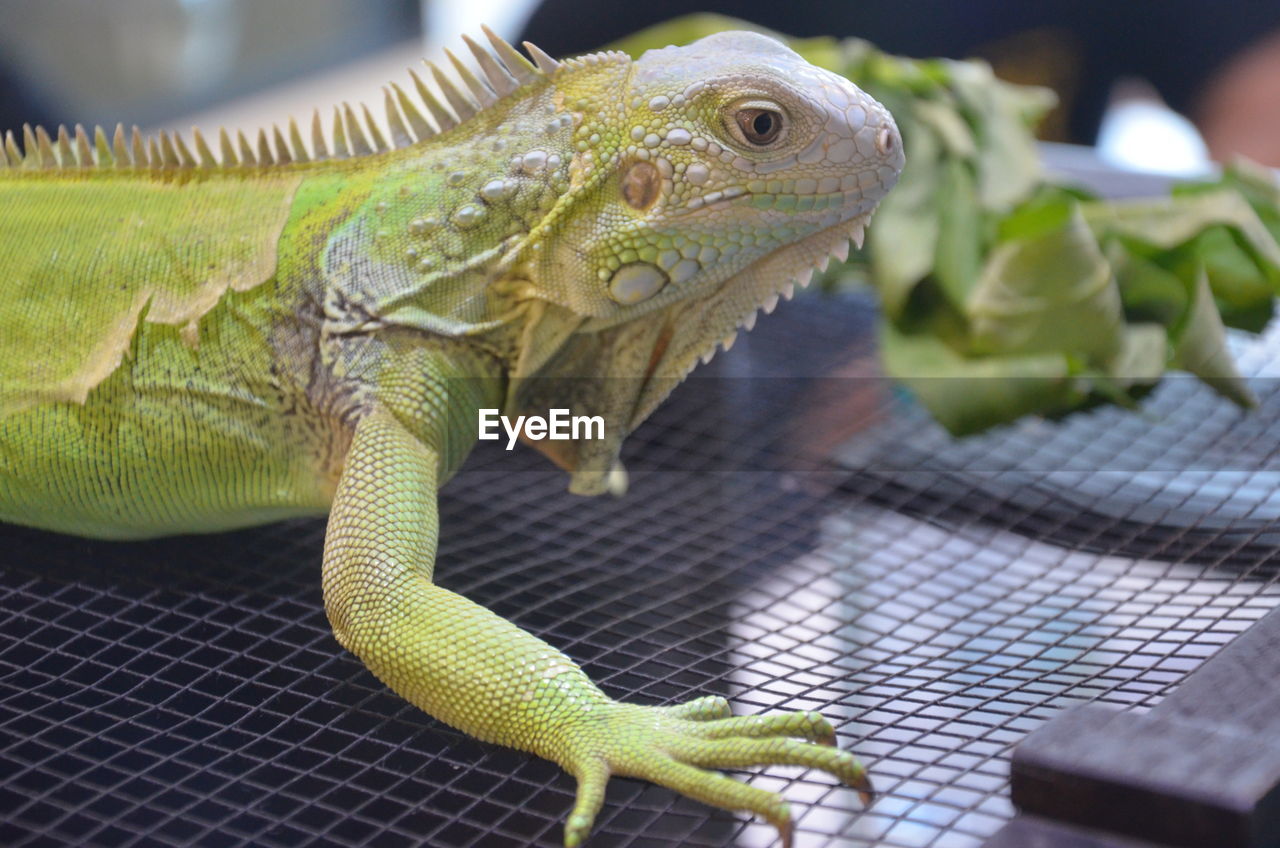 Close-up of a lizard