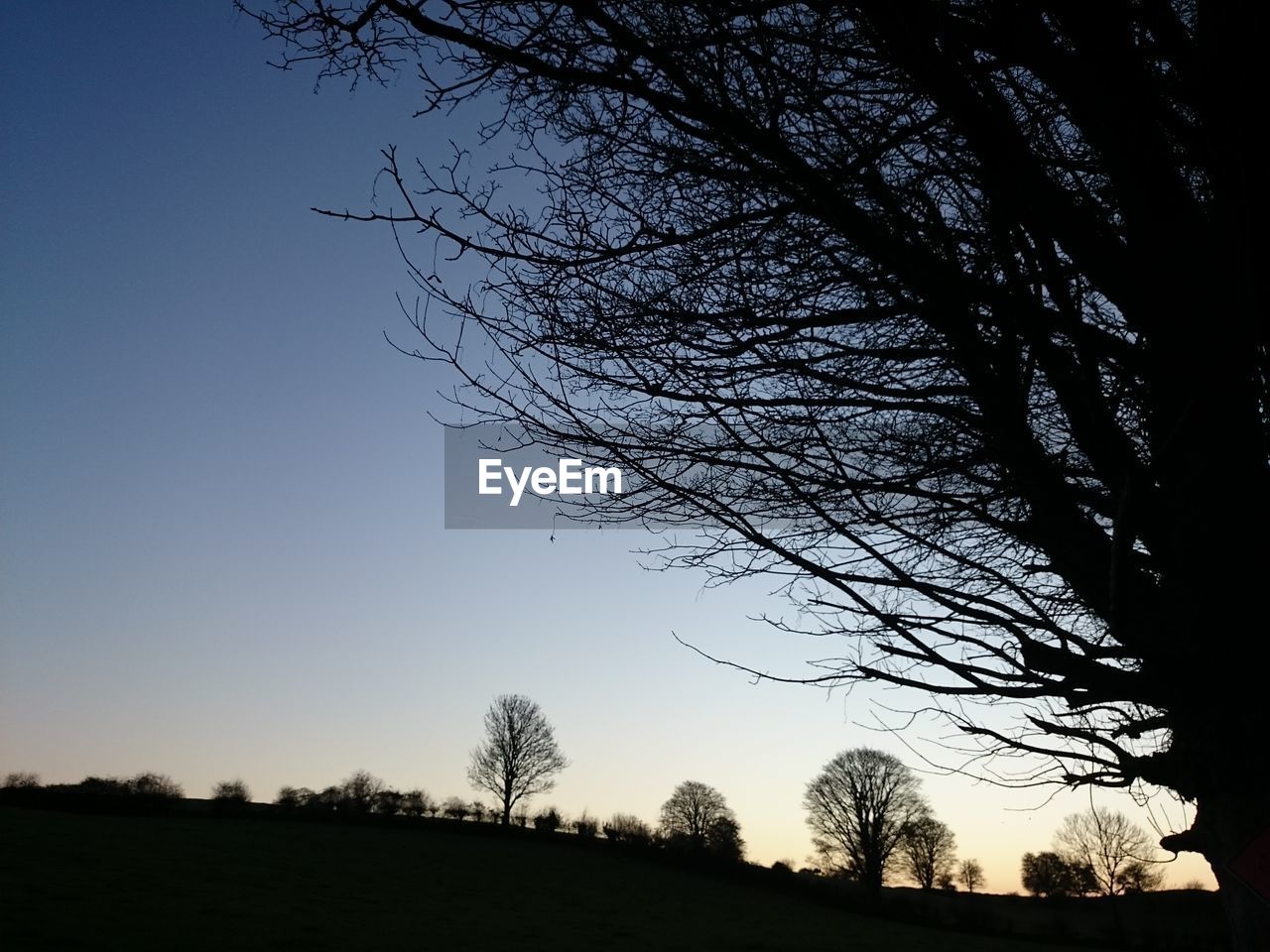 Silhouette bat tree against clear sky