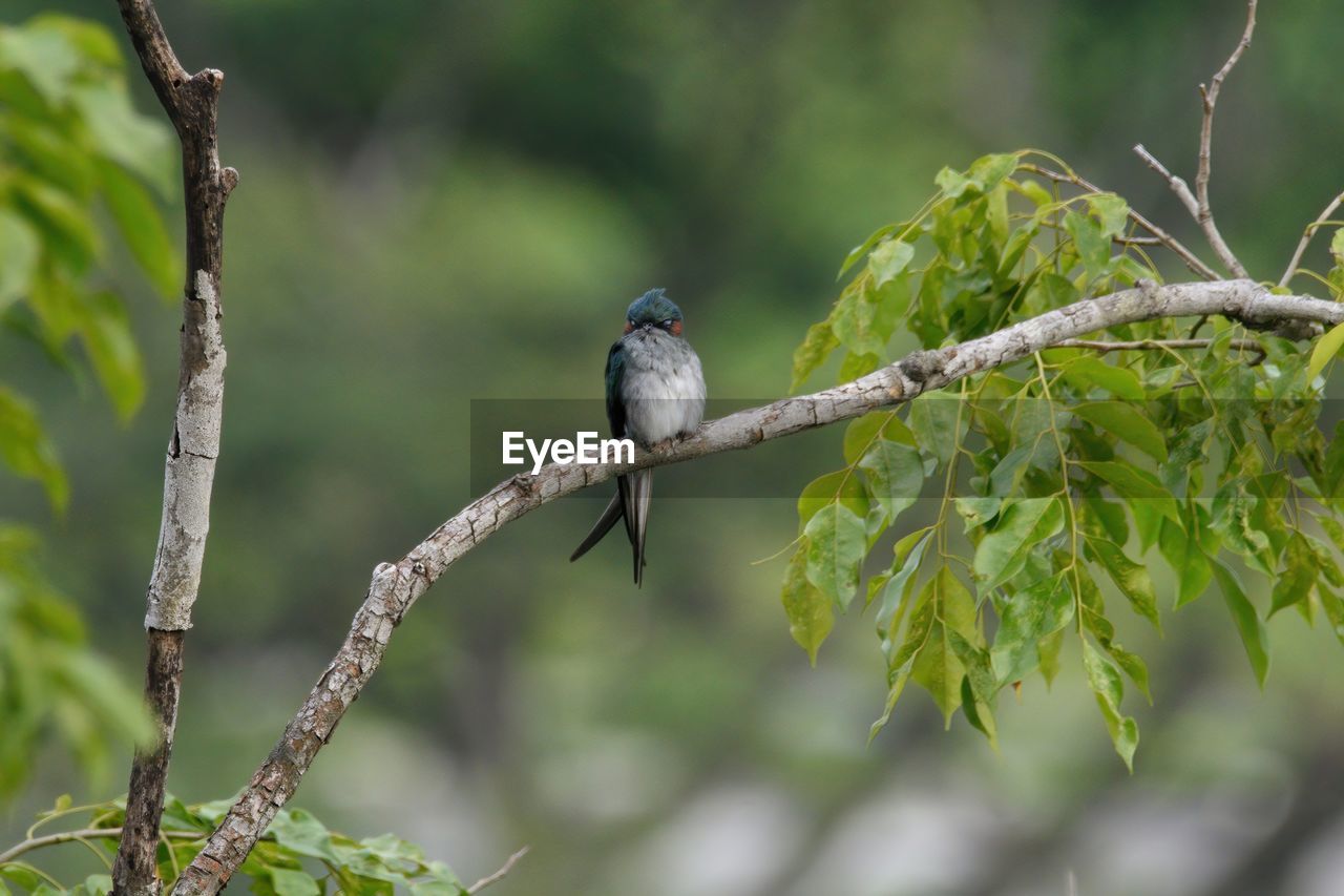 A male grey-rumped treeswift perching on a branch