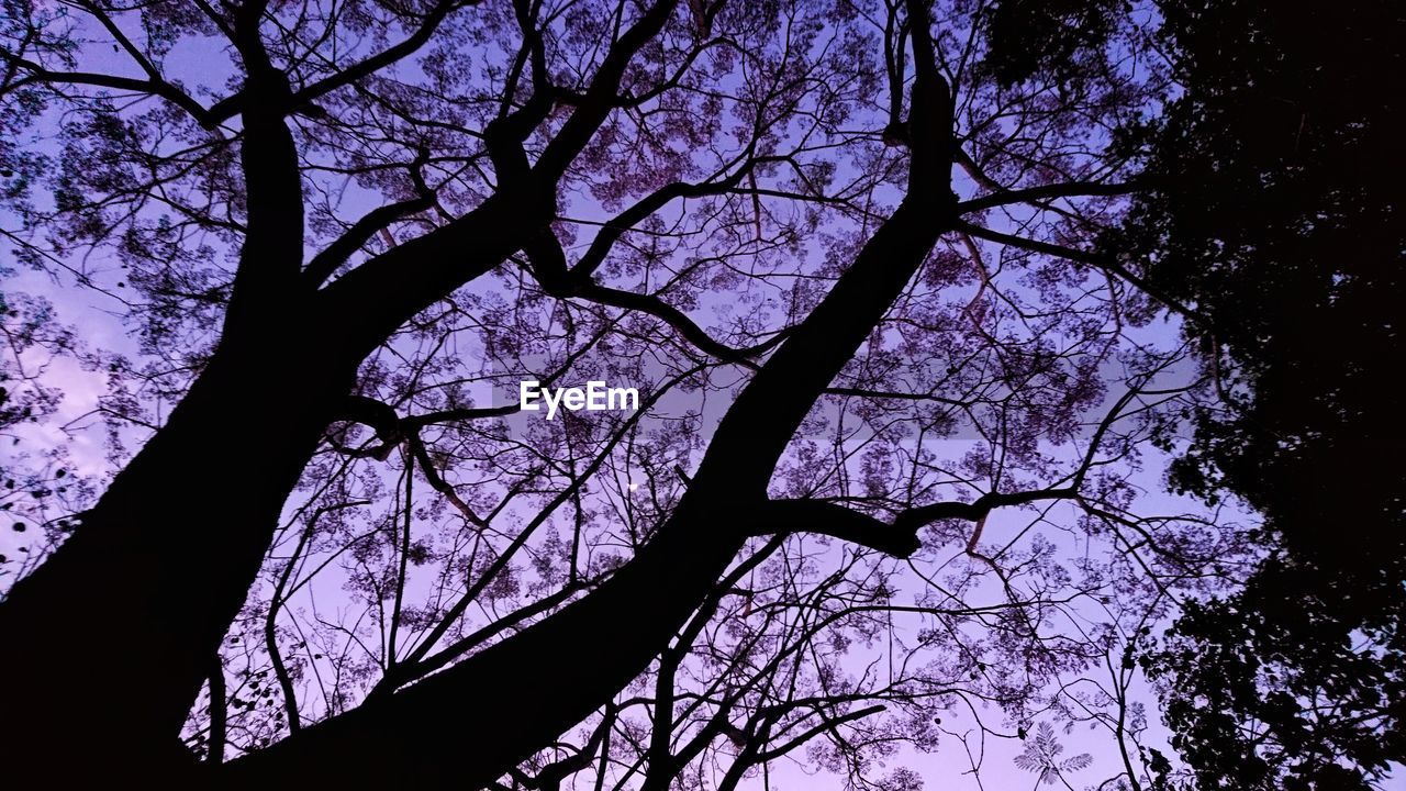 LOW ANGLE VIEW OF SILHOUETTE TREE AGAINST CLEAR SKY