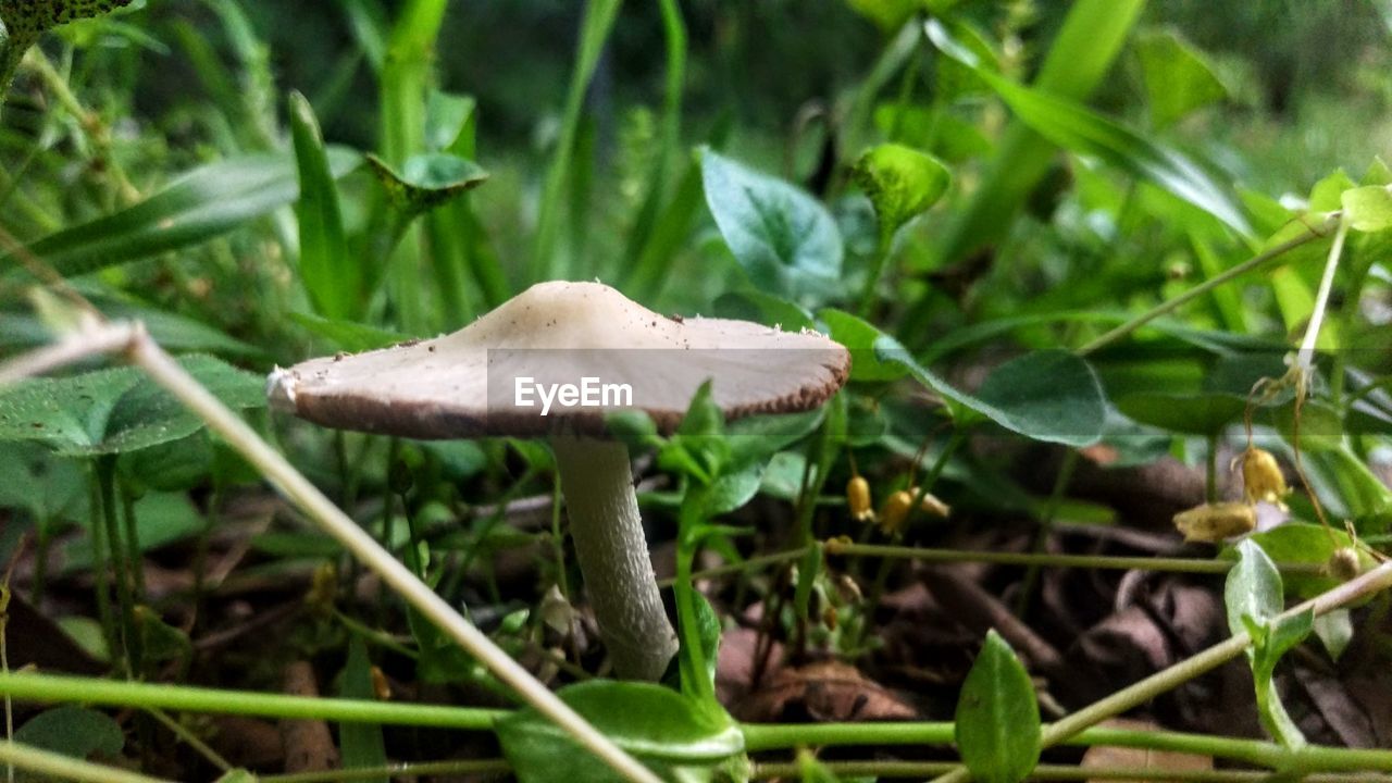 CLOSE-UP OF MUSHROOMS ON FIELD