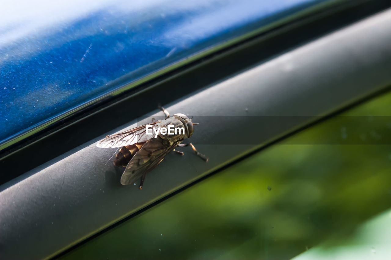 Close-up of fly on glass window