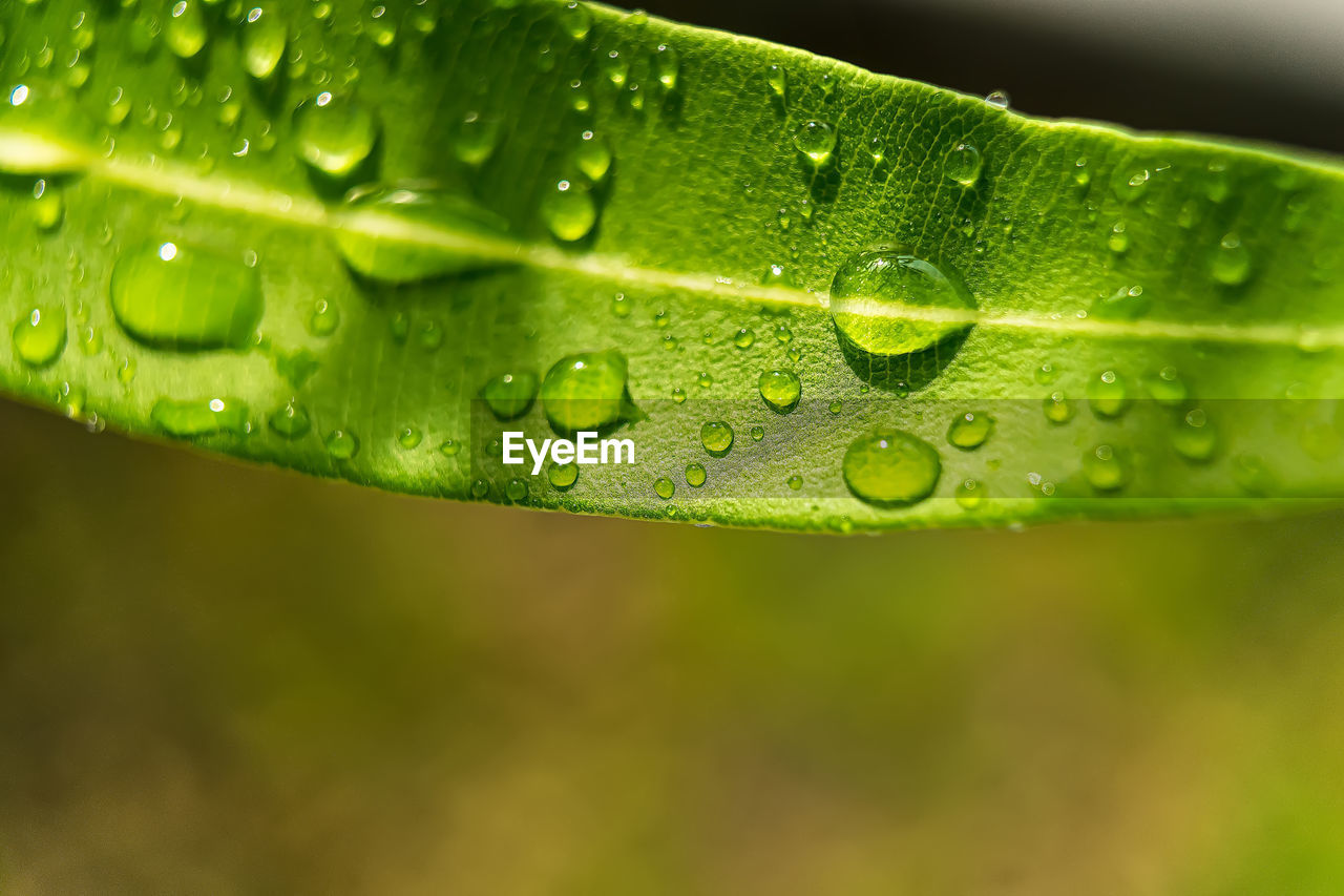 CLOSE-UP OF RAINDROPS ON LEAVES