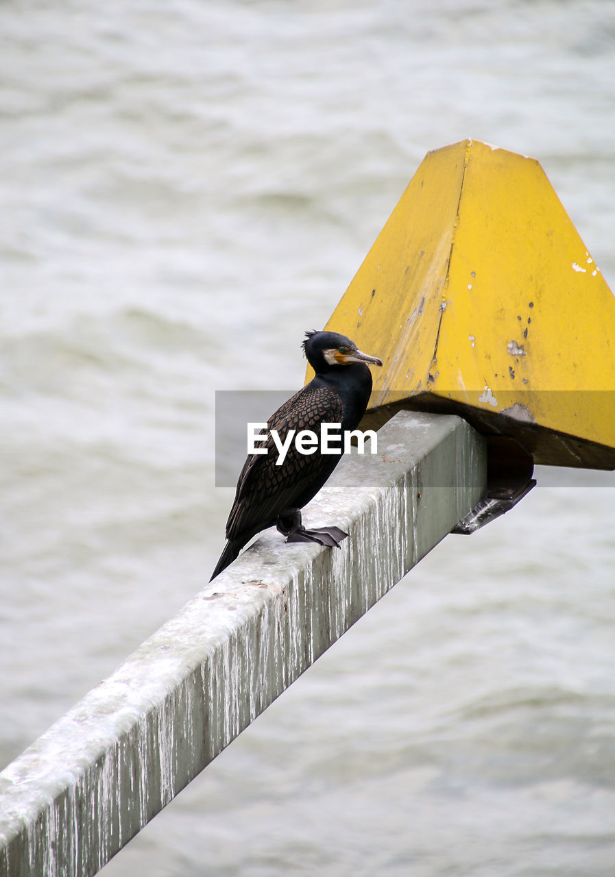 CLOSE-UP OF BIRDS PERCHING ON LAKE