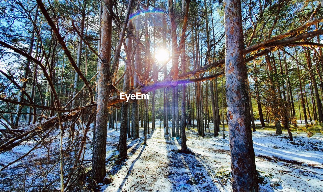 Sunlight streaming through trees in forest