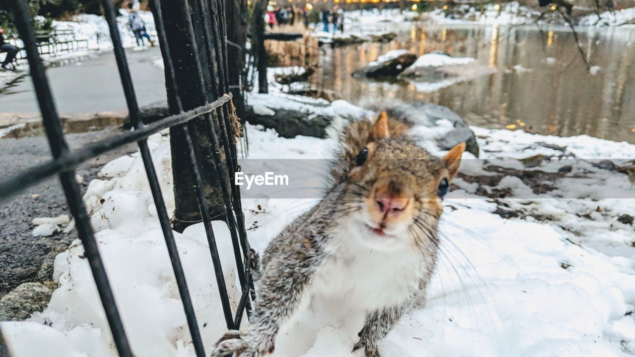 Close-up portrait of squirrel by railing during winter