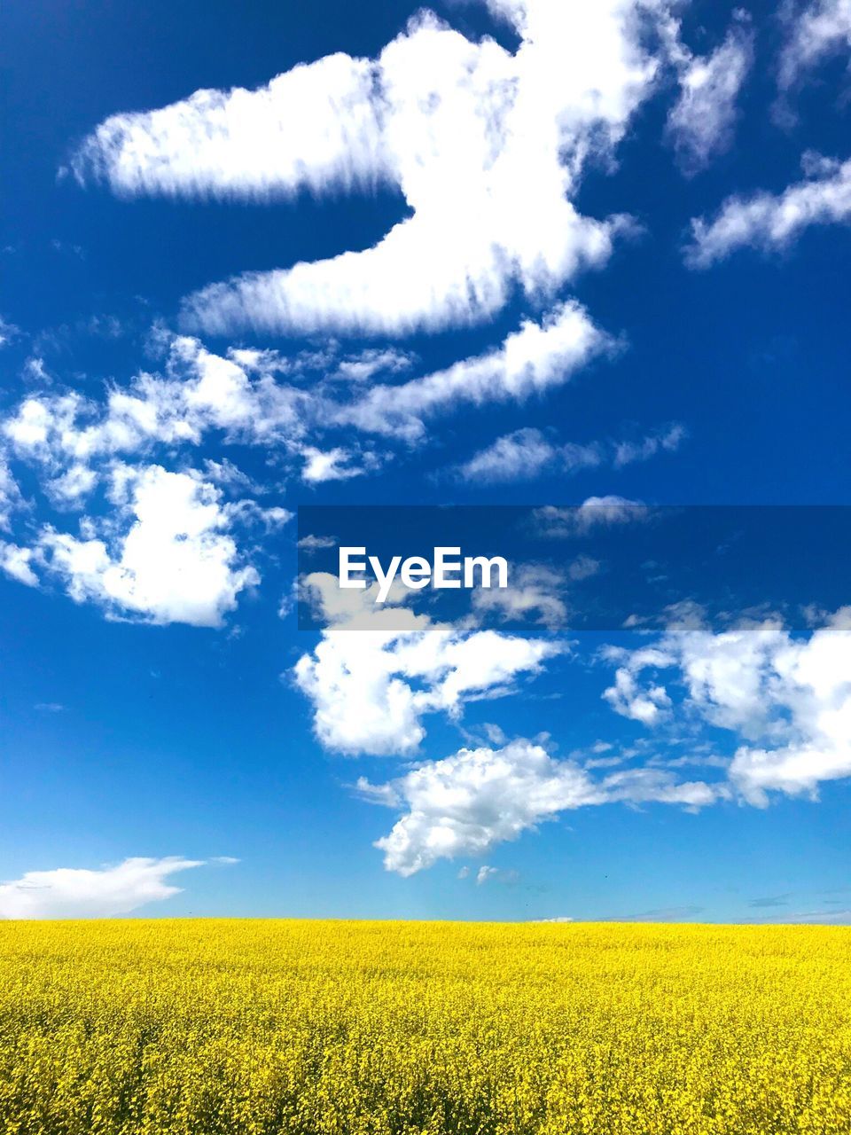 Scenic view of oilseed rape field against sky