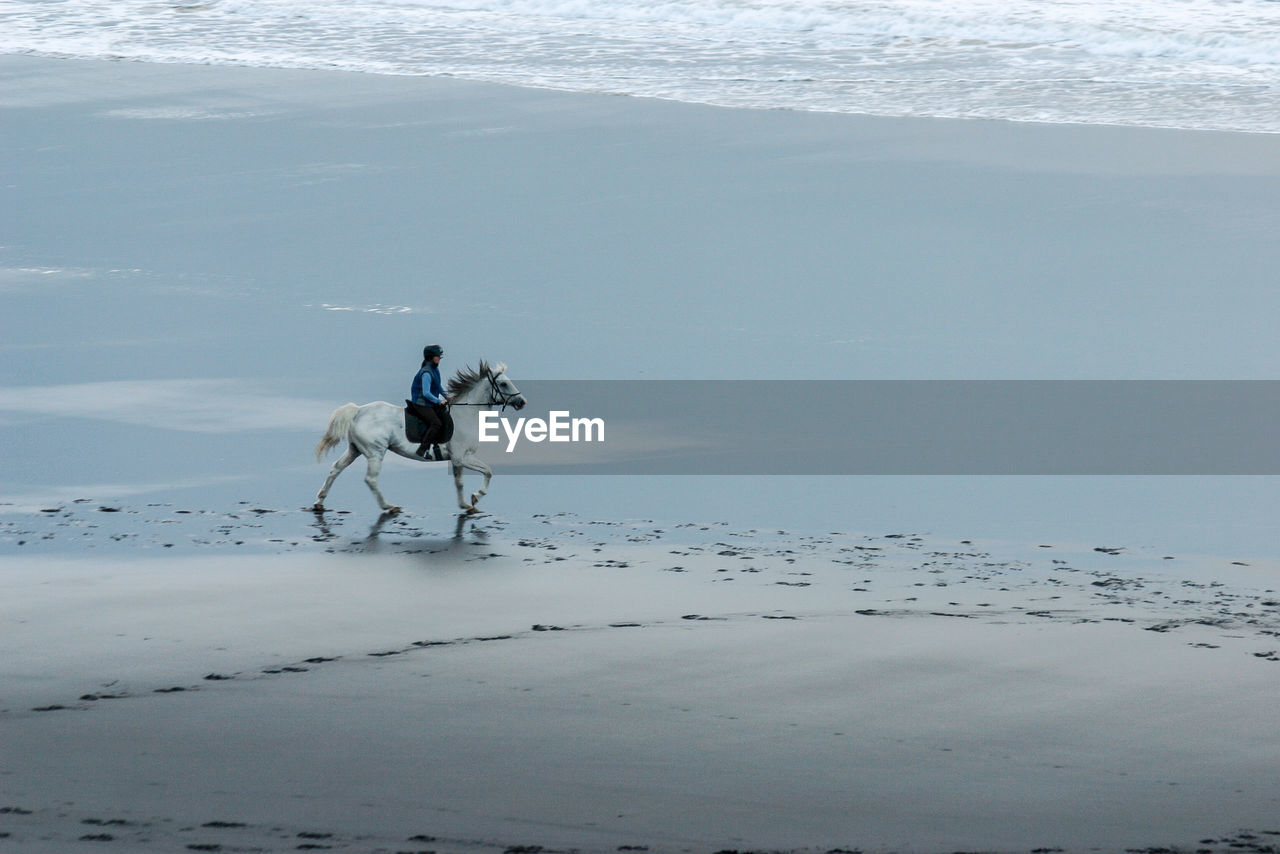 PEOPLE WITH DOG AT BEACH