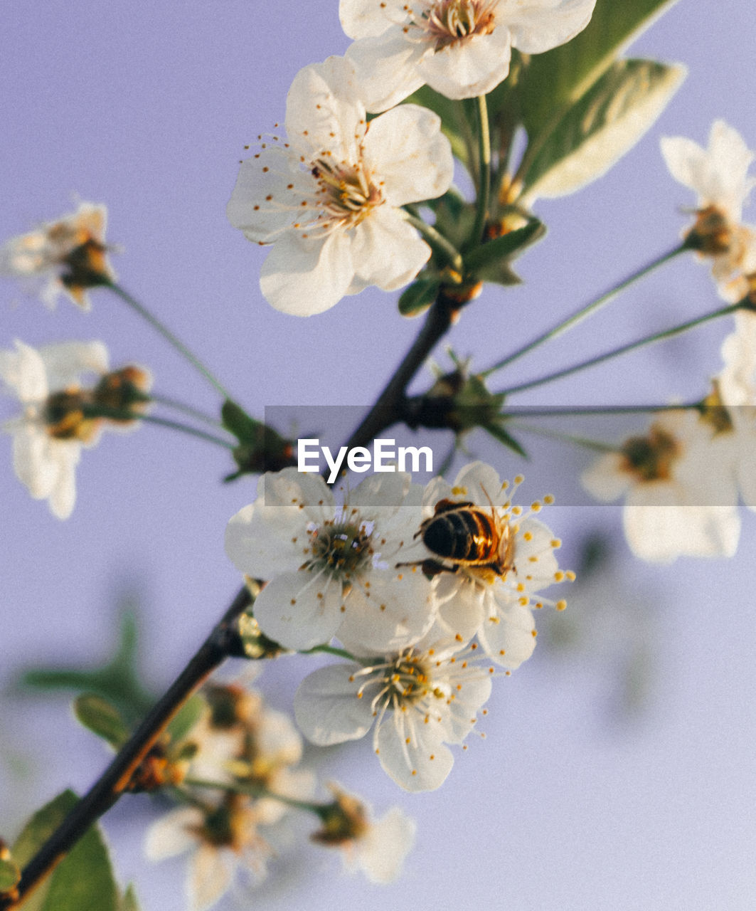 LOW ANGLE VIEW OF CHERRY BLOSSOMS ON SPRING