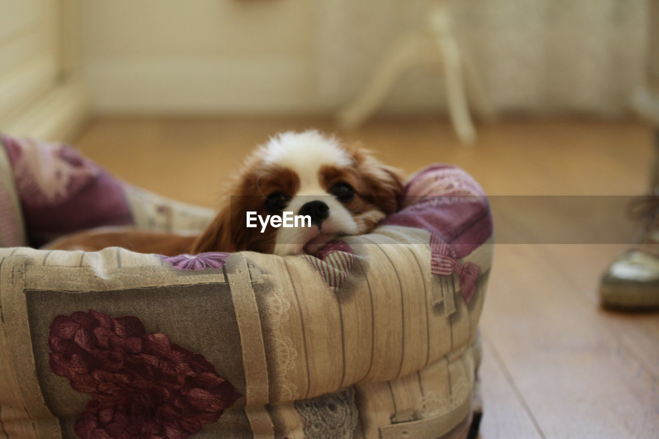 CLOSE-UP OF PUPPY ON BED AT HOME