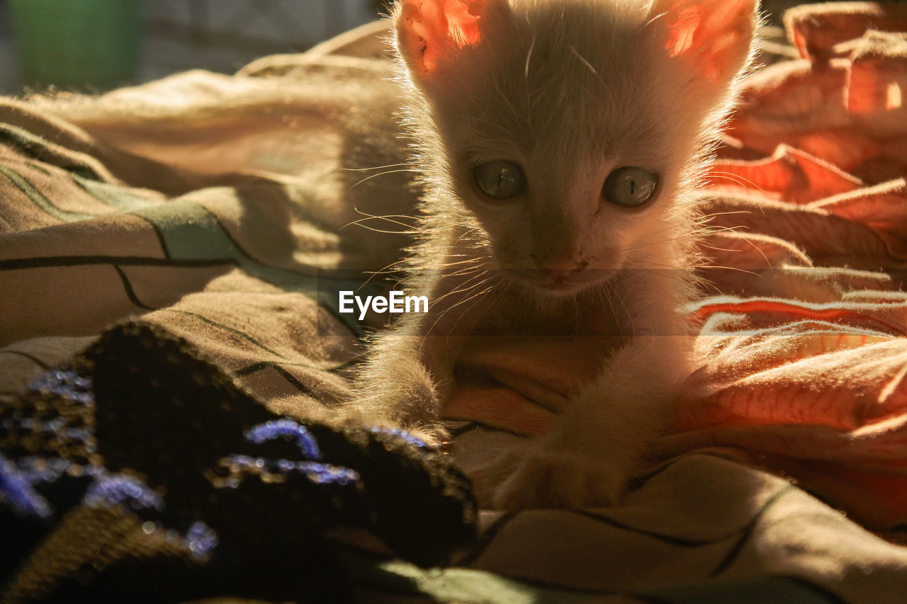 PORTRAIT OF KITTEN RELAXING IN BED