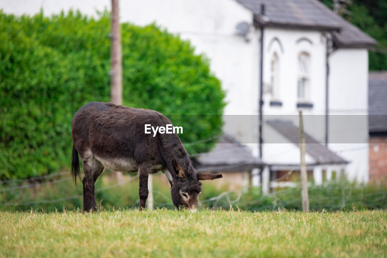 View of a horse grazing in field