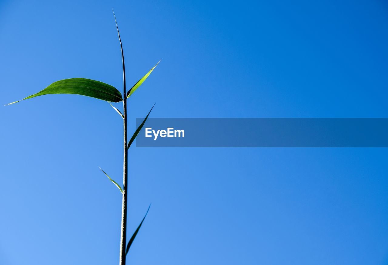 CLOSE-UP OF PLANT AGAINST CLEAR BLUE SKY