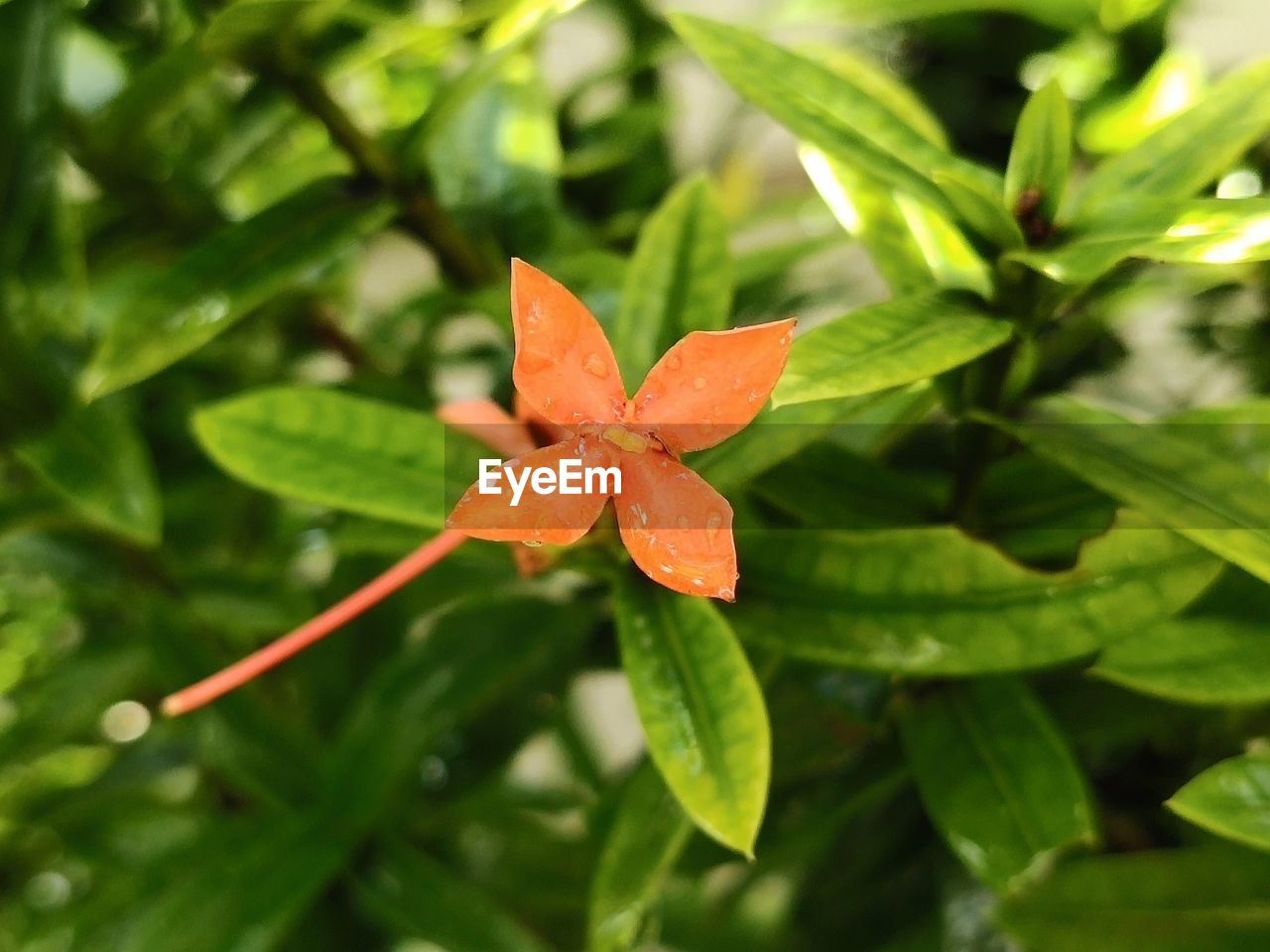 Close-up of wet orange leaves