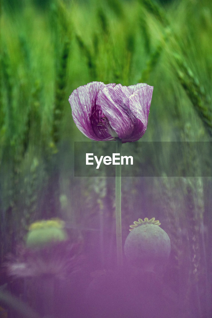 Close-up of purple flowering plant