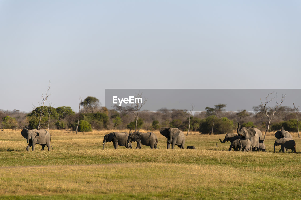 Elephants in a field