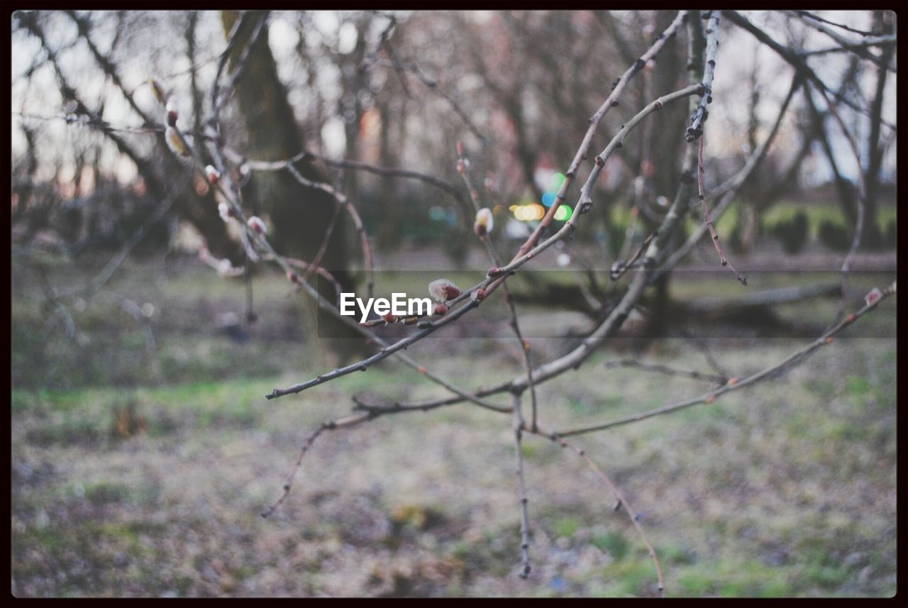 Close-up of bare tree branches in forest