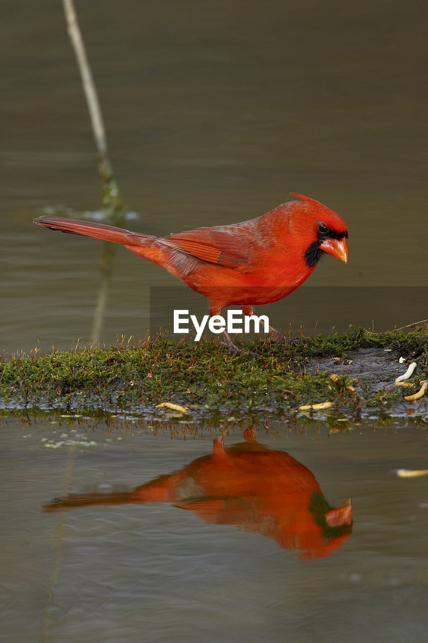 VIEW OF BIRD DRINKING WATER