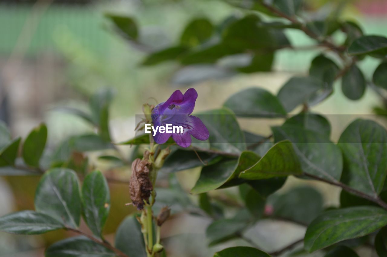 CLOSE-UP OF PURPLE FLOWER BLOOMING