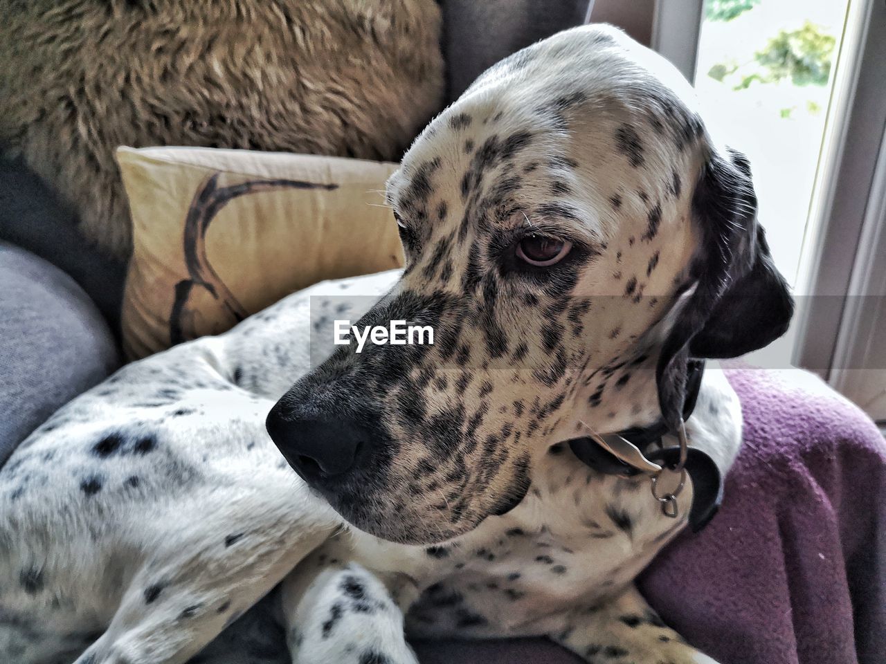 CLOSE-UP PORTRAIT OF DOG AT HOME