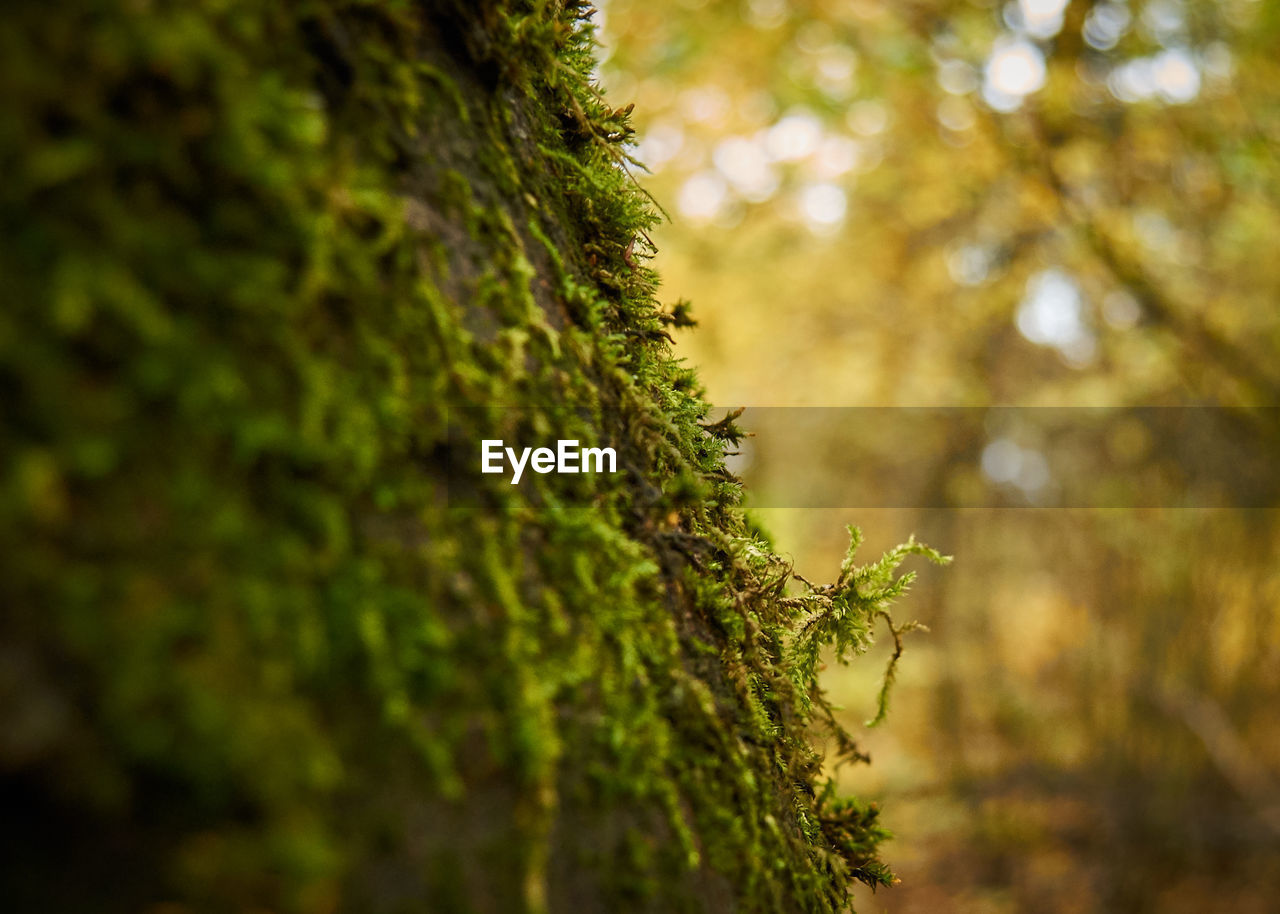 Low angle view of plant growing on tree trunk