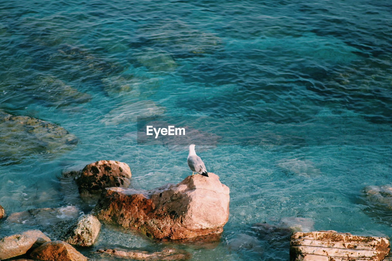 High angle view of seagull on rock by sea