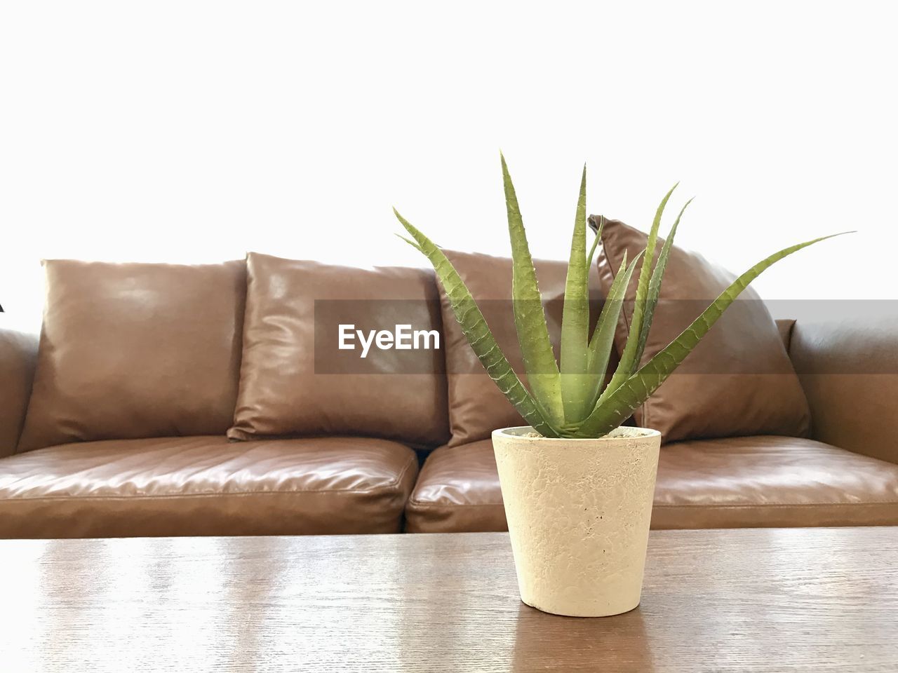 CLOSE-UP OF POTTED PLANT ON SOFA AT HOME