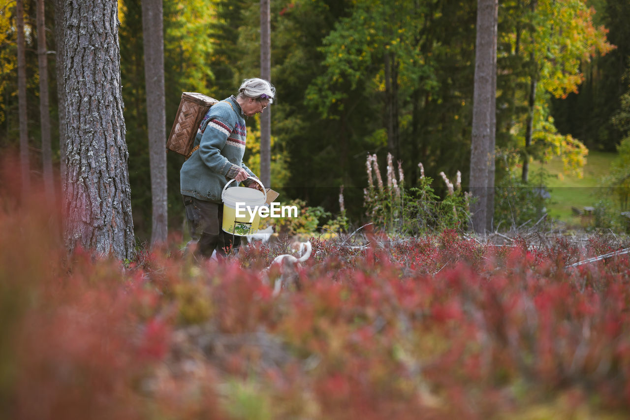 Senior woman in autumn forest picking berries