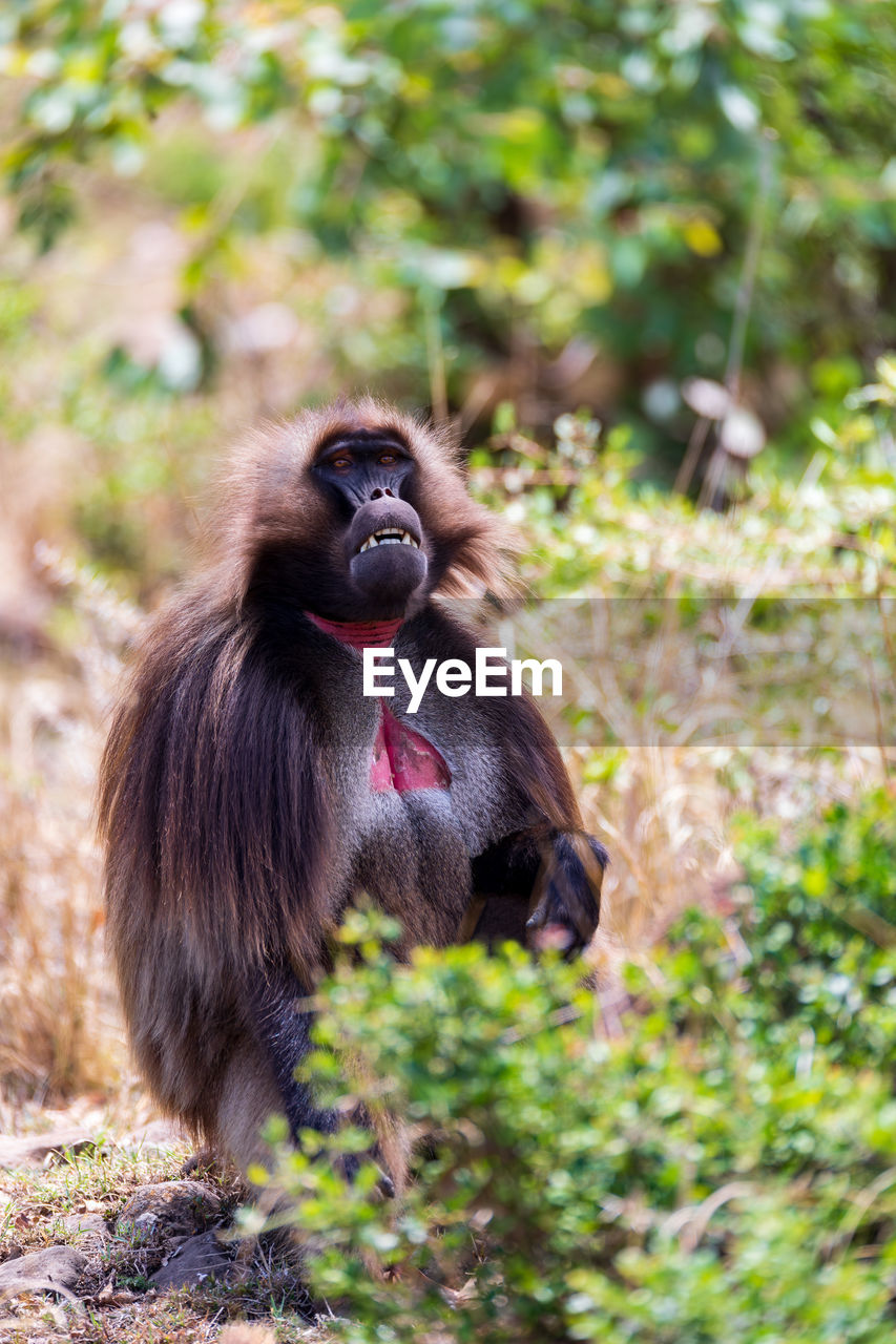 close-up of monkey looking away