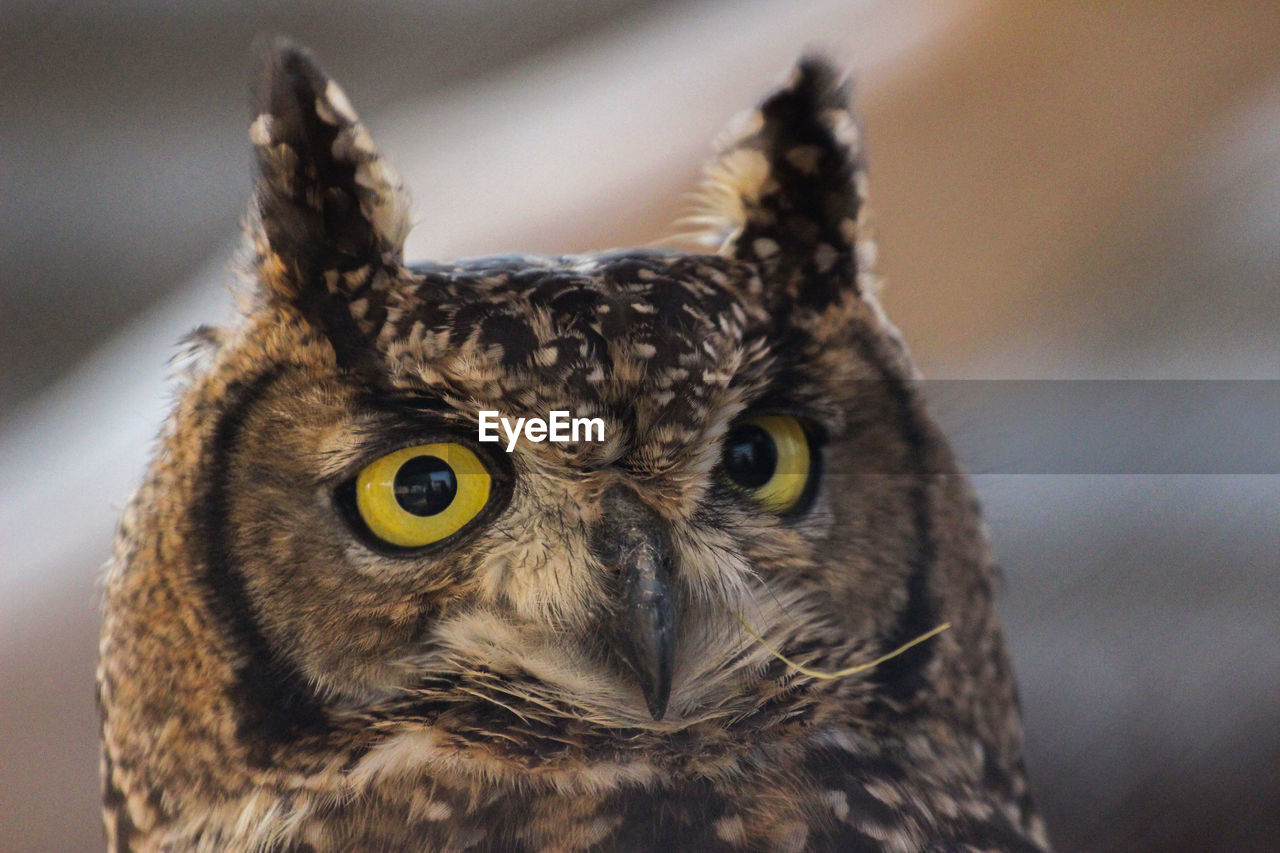 Portrait of an african eagle owl bubo africanus 