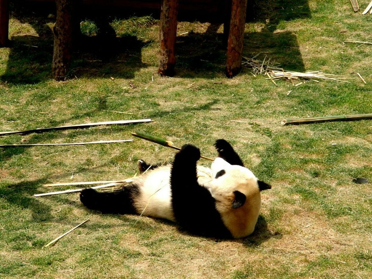 OUTDOORS RELAXING ON GRASSY FIELD