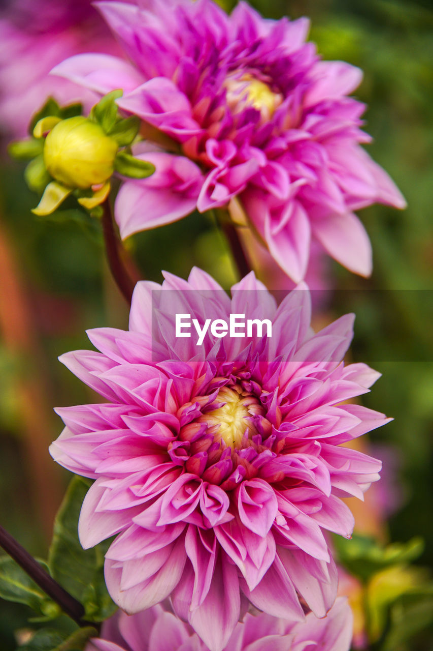 CLOSE-UP OF PINK DAHLIA FLOWERS IN GARDEN