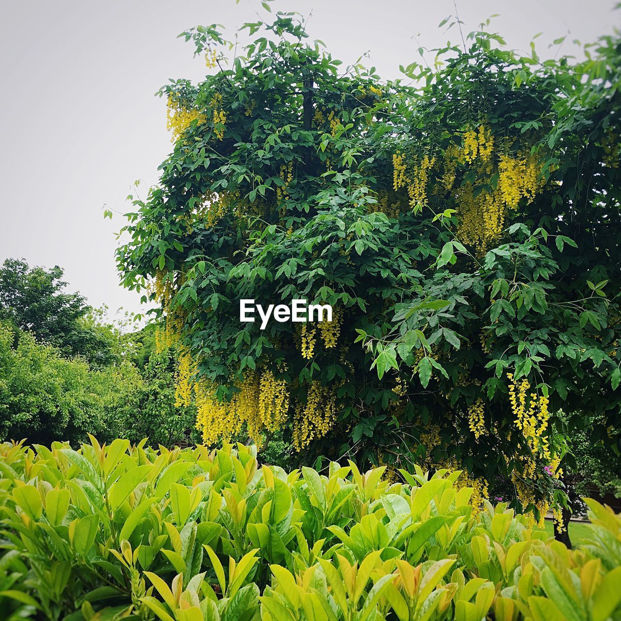 TREES GROWING IN PARK