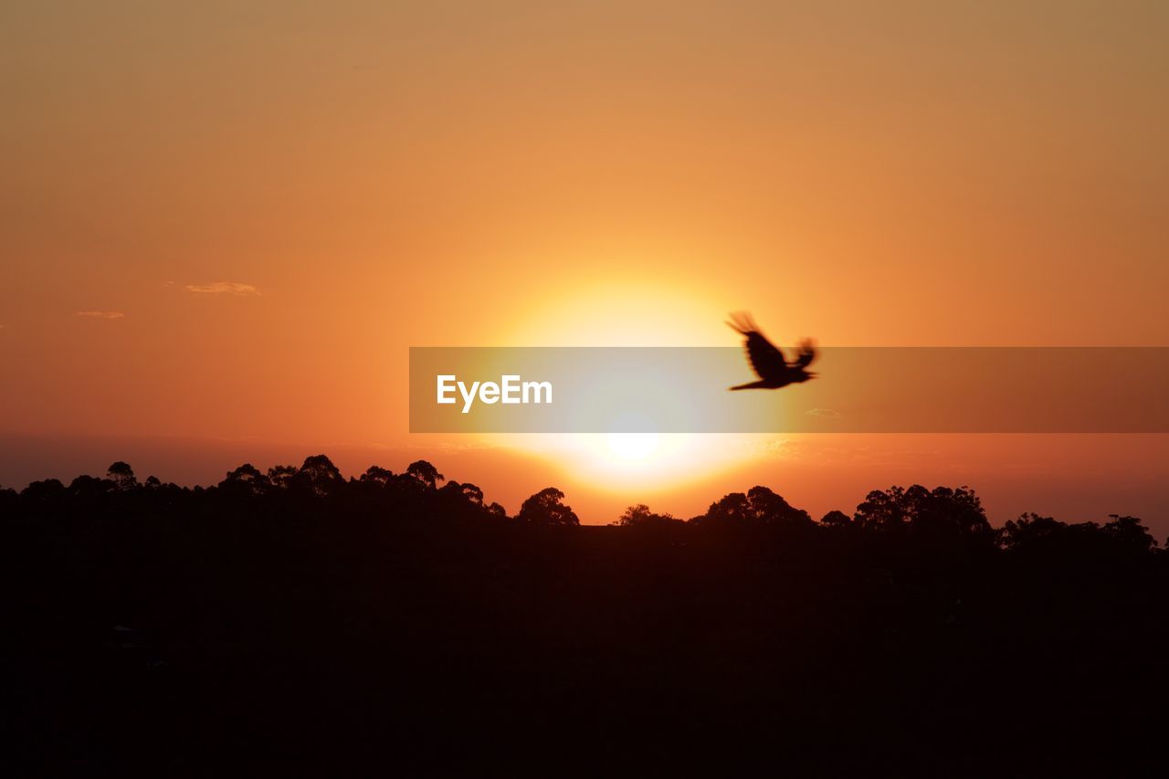 Silhouette of birds flying over trees