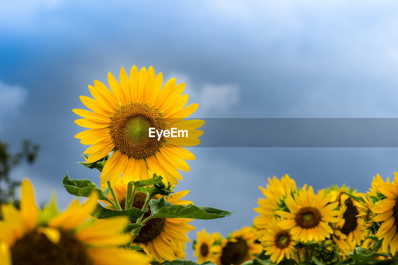 CLOSE-UP OF YELLOW FLOWERING PLANT