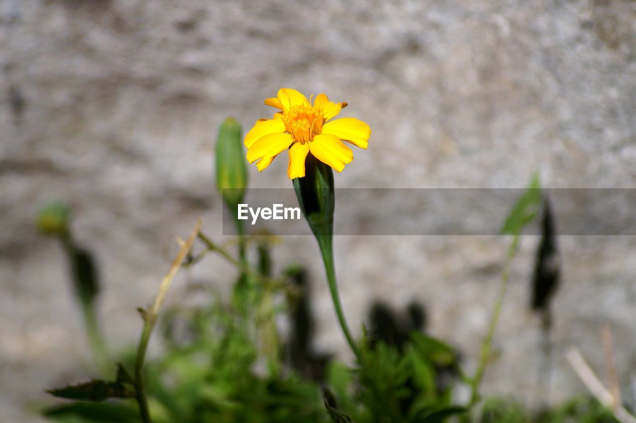 CLOSE-UP OF FRESH YELLOW FLOWER BLOOMING IN GARDEN